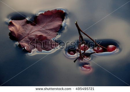 stock-photo-autumn-leaf-and-berries-on-the-water-495495721